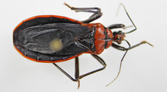 Rhiginia cinctiventris