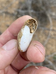 Glyptostoma newberryanum