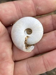 Glyptostoma newberryanum