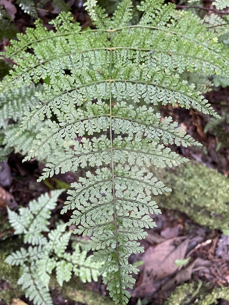 Monachosorum subdigitatum (Monachosorum subdigitatum)
