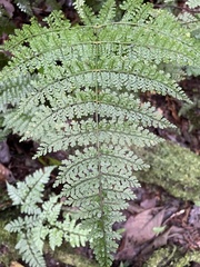 Monachosorum subdigitatum