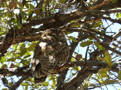 Strix occidentalis
