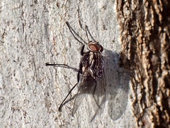 Muscidae