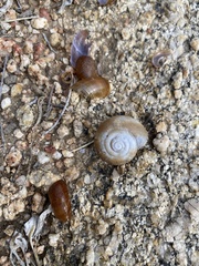 Glyptostoma newberryanum
