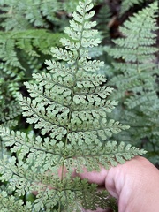 Monachosorum subdigitatum