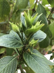 Eranthemum