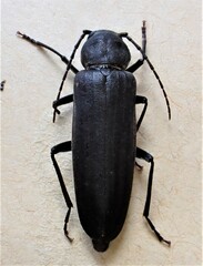 Arhopalus ferus