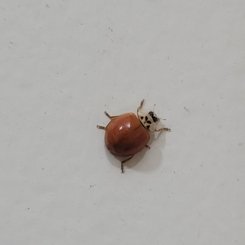 Asian Lady Beetle