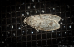 Barea nymphica