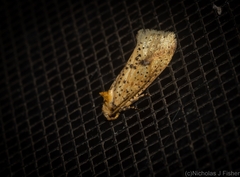 Azaleodes micronipha