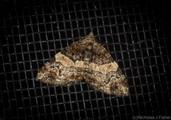 Chrysolarentia phaedra