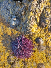 Echinoidea