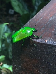 Ischiopsopha wallacei