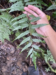 Asplenium