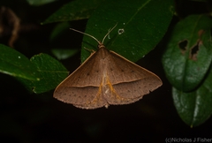 Epidesmia chilonaria