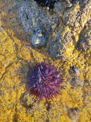 Echinoidea