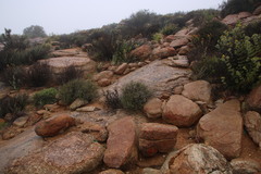 Eriocephalus microphyllus