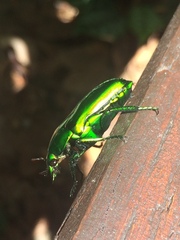 Ischiopsopha wallacei