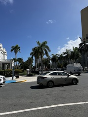 Roystonea borinquena