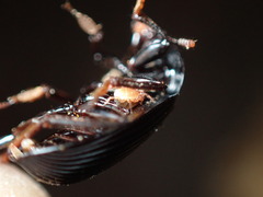Parasitidae