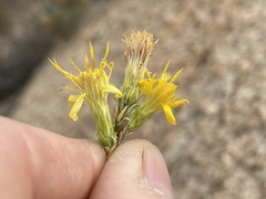 Ericameria pinifolia