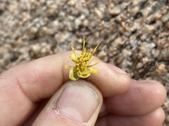 Ericameria pinifolia