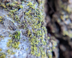 Chrysothrix xanthina