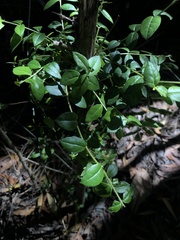 Rhaphithamnus spinosus