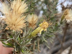 Ericameria pinifolia