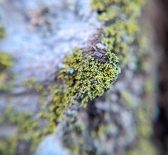 Chrysothrix xanthina