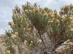 Ericameria pinifolia