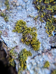 Chrysothrix xanthina