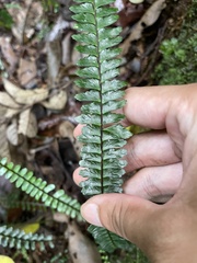Asplenium normale