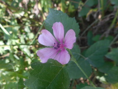 Althaea