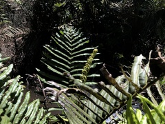 Blechnum chilense