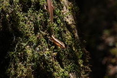 Brachyseps punctatus
