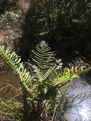 Blechnum chilense
