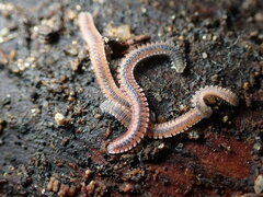 Gosodesmus claremontus