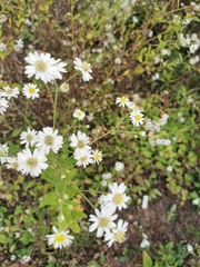 Aster baccharoides