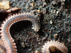 Gosodesmus claremontus