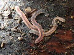 Gosodesmus claremontus