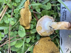 Suillus umbonatus