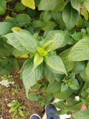 Eranthemum
