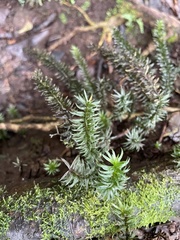 Lycopodiaceae