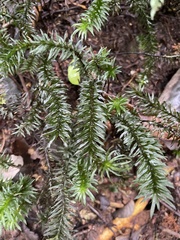 Lycopodiaceae