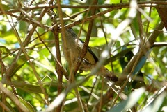 Thamnophilus caerulescens