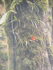 Ceratostylis retisquama