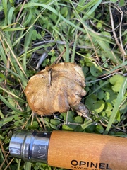 Suillus americanus