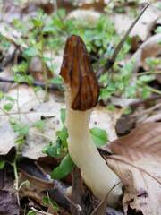 Morchella punctipes