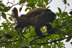 Black-Headed Uacari photo 3